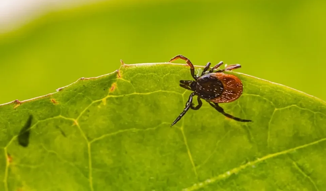 Et alerjisinden’ ilk kez insan öldü: Alerjinin sebebi kene ısırığı