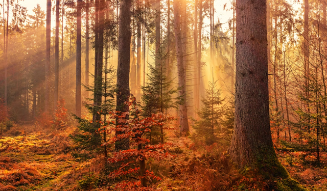 Mevsimlerin senkronize olmadığı ortaya çıktı