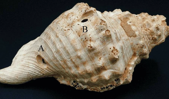 İspanya'da bulunan deniz kabukları en eski müzik aletleri olabilir