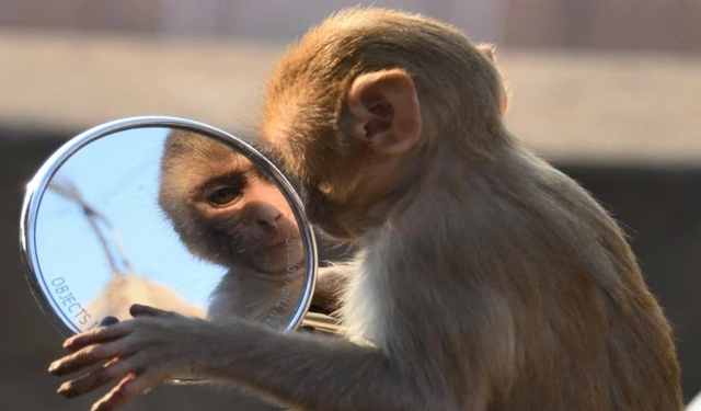 Antik Roma askerlerinin "evcil maymunlarıyla" ilginç ilişkisi ortaya çıktı