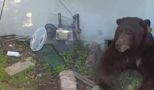 Evinin altından 200 kiloluk ayı çıktı