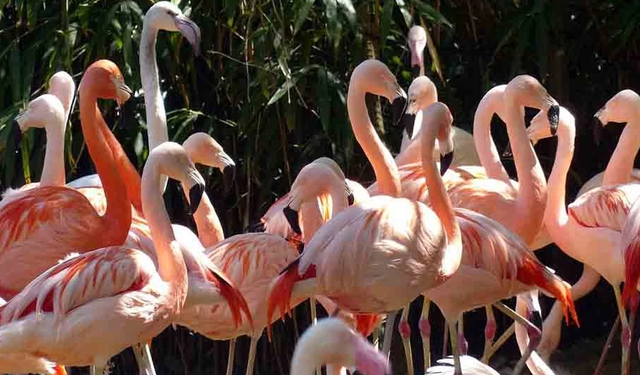 Kıbrıs’ta flamingo sayısı son 12 yılda yüzde 14-31 azaldı