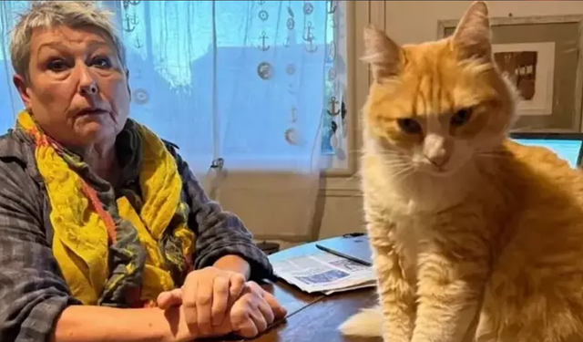 Dünyada ilk: Kediye ev hapsi verildi!