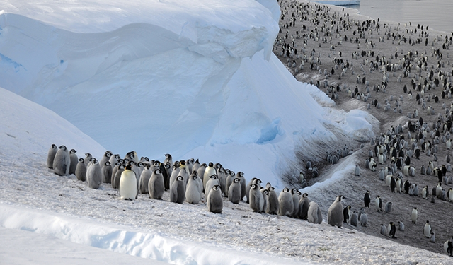 Kritik tehlike: Güney Afrika’da Afrika penguenlerinin hayatta kalma savaşı