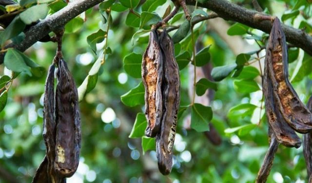 Tarım ve Doğal Kaynaklar Bakanlığı Harup üreticilerine 6,9 milyon TL destek ödemesi yaptı