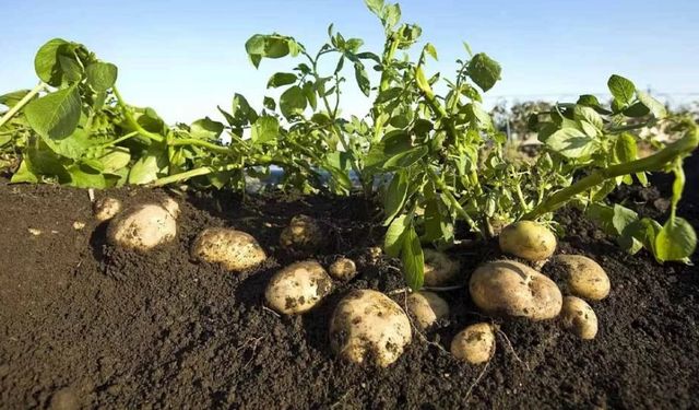 Patates ekimi yapılan araziler için son beyan tarihi 16 Şubat