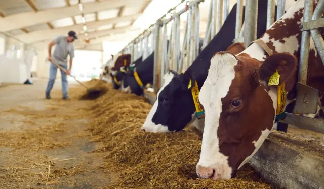 Rum Veteriner Dairesi şap vakalarının sayısını 42 mandıra olarak açıkladı