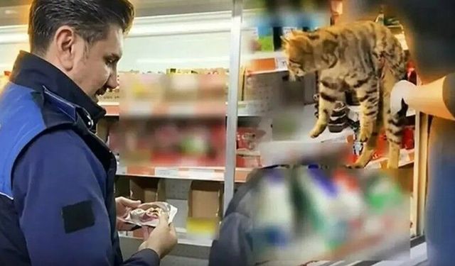 Zincir market denetiminde skandal: Buzdolabından kedi çıktı!