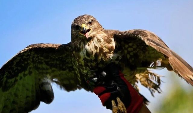 Şahin'e zorla alkol içiren kişiye, hayvanlara işkenceden hapis cezası