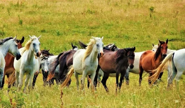 Atlar aynı anda hem kişneyip hem ıslık çalıyor