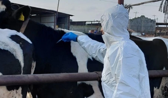 Çavuş "şap hastalığı Güney'den başladı" dedi, Yeorgiadu "kanıt varsa iletsin" yanıtını verdi