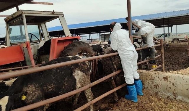 Güney Kıbrıs'ta şap görülen çiftlik sayısı 22’ye yükseldi