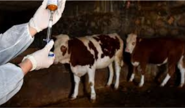 Güney Kıbrıs’ta şap alarmı: Çiftlik sayısı 101’e çıktı