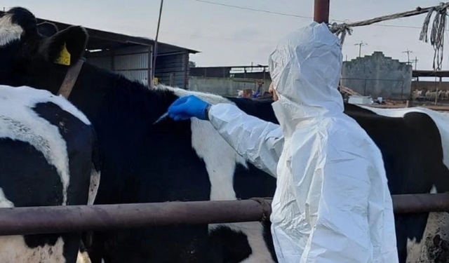 Güney Kıbrıs’ta hayvancılardan eylem uyarısı