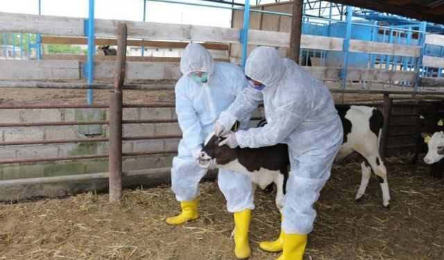 Şap hastalığı bulaşan çiftlik sayısı 110’a yükseldi