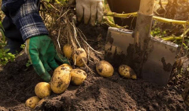 Rum tarım örgütlerinden patates üreticilerine su verilmesi talebi