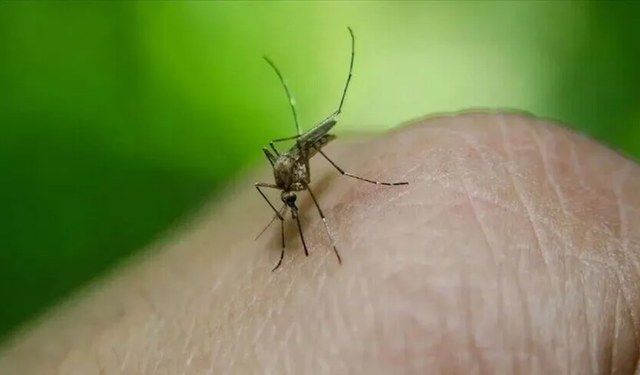 Hollanda'da Batı Nil virüsünden ölenlerin sayısı 3'e yükseldi