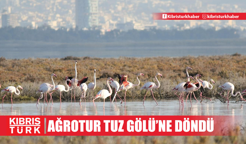 Yüzlerce flamingo Ağrotur Tuz Gölü'ne geri döndü