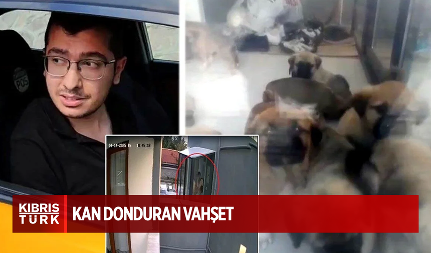 Evinde 12 yavru köpeği daha katletti