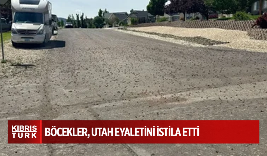 ABD'de böcekler, Utah eyaletini istila etti
