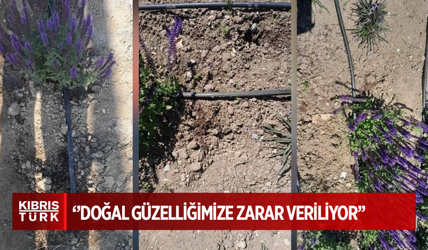 LAÇ Belediyesi’nden refüjlerdeki çiçeklerin sökülmesine tepki!
