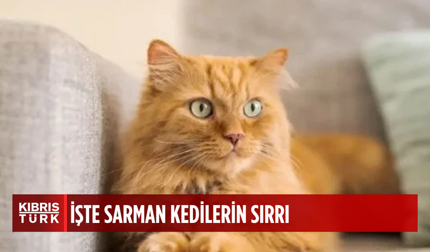 Sarman kedilerin gizemi çözüldü