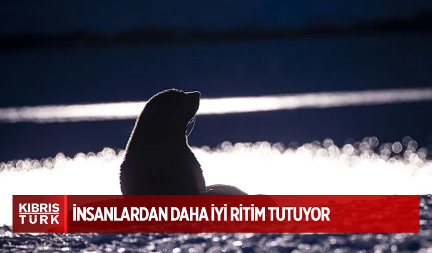 Denizaslanı Ronan, insanlardan daha iyi ritim tutuyor