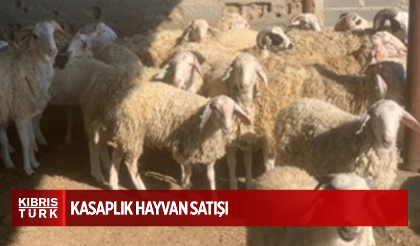 Kasaplık hayvan satışı