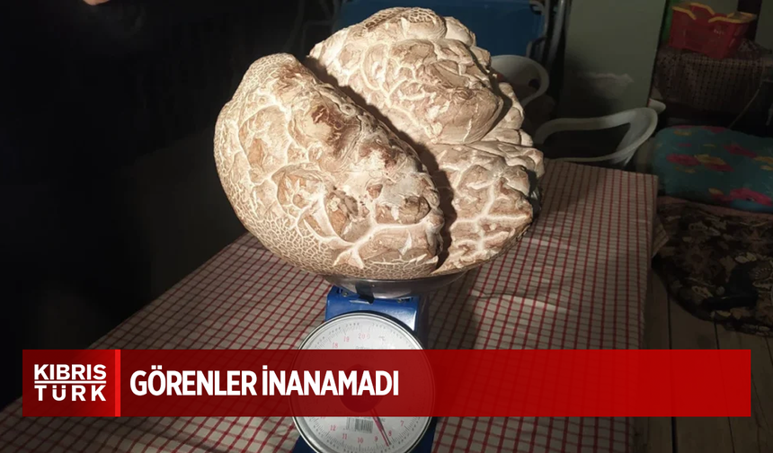 Sivas’ta 8 kilo ağırlığında mantar bulundu