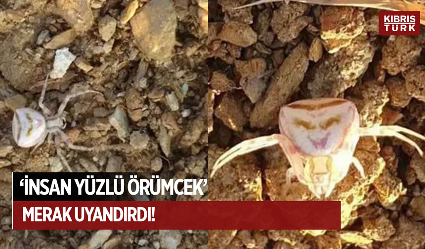 ‘İnsan yüzlü örümcek’ merak uyandırdı!