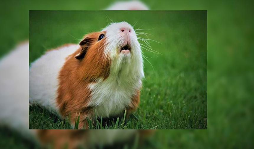 Yalova Belediyesi’nde Sevimli Bir Ginepig Yeni Sahibini Bekliyor