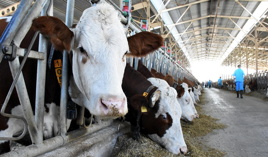 İskele’de şap hastalığı alarmı: 70-80 büyükbaş hayvanda semptom