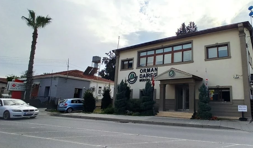 Orman Dairesi Müdürlüğü: Boğazköy’deki ağaç kesimi izinsiz yapıldı