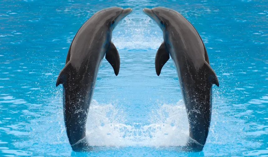 Yunuslarda Dostluğun Gücü: Biyolojik Yaşlanmayı Geciktiriyor