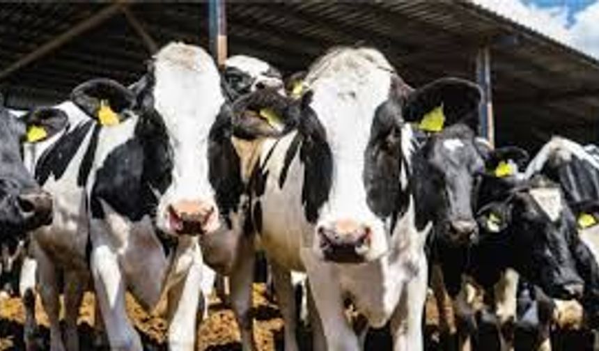 Büyükbaş hayvan düşük tazminatları ödendi