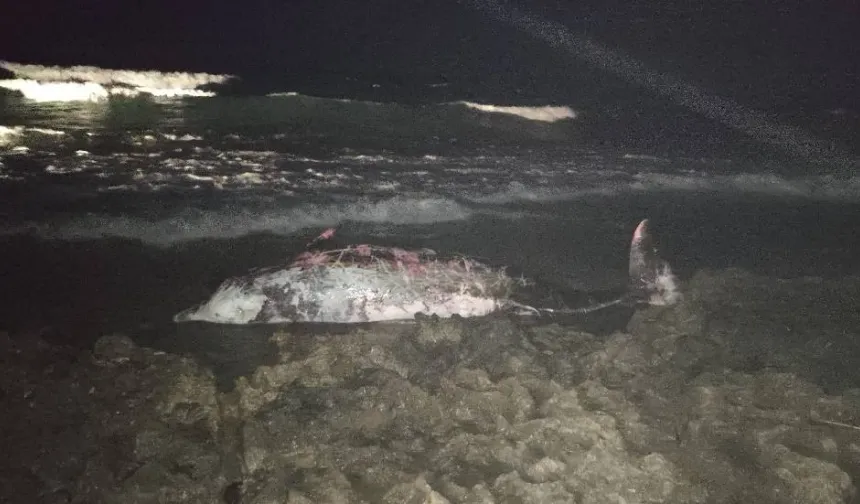 Tatlısu’da 5 metrelik gagalı balina karaya vurdu: Nekropsi başlatılıyor