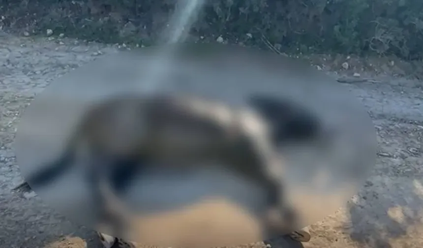 Taşkent Doğa Parkı’ndan Karpaz eşekleri için acil çağrı: Bürokrasi can kaybettiriyor