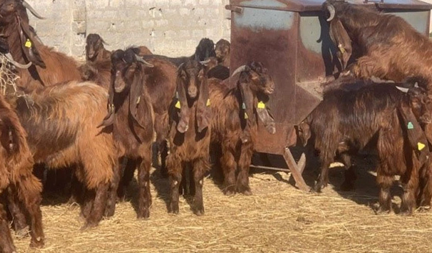 Veteriner Dairesi canlı hayvan satışı yapacak