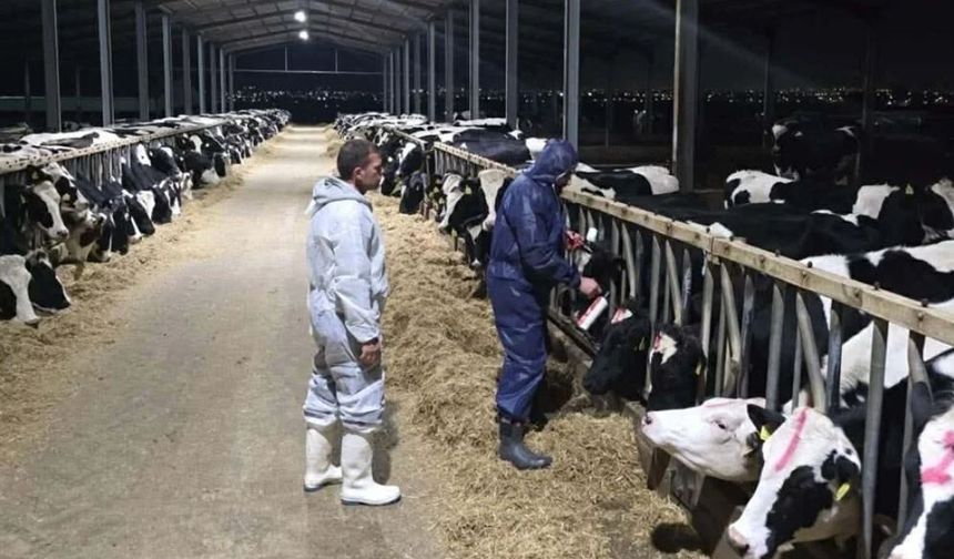 Güney'de şap hastalığında vakalar giderek çoğalıyor