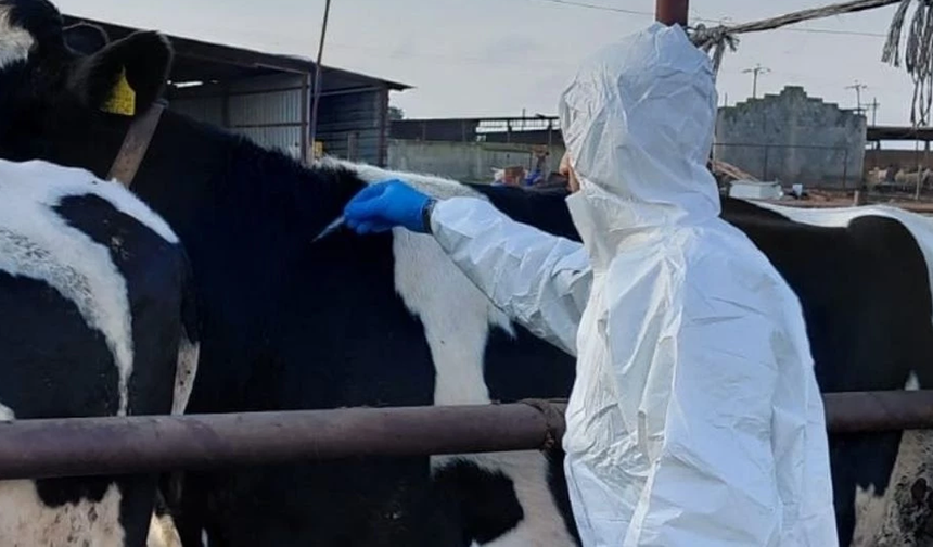 Çavuş "şap hastalığı Güney'den başladı" dedi, Yeorgiadu "kanıt varsa iletsin" yanıtını verdi