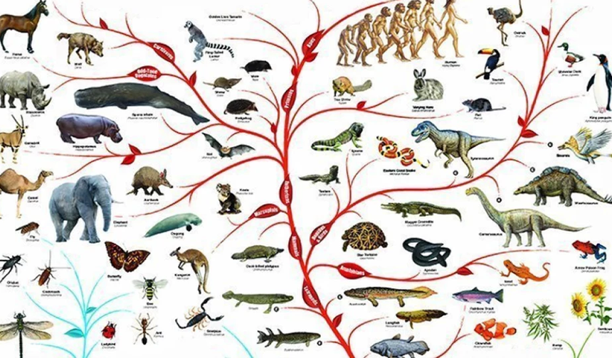 215 milyon yıllık sürüngen, timsah evrimi teorilerini sarsıyor