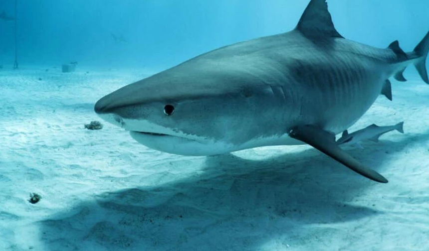 Yalnızlığı tercih ettiği sanılan boğa köpekbalıklarının yakın arkadaşları varmış
