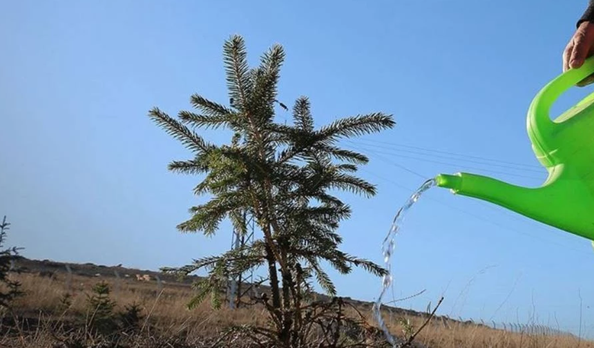 “Yeniden Yeşil Kıbrıs” etkinliğiyle yarın ülke genelinde eş zamanlı fidan dikilecek