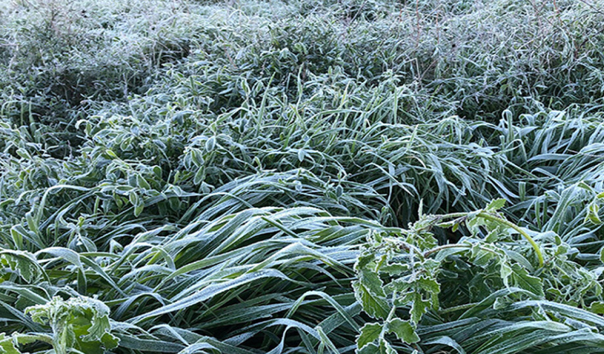 Yarın ve Çarşamba sabah saatlerinde yer yer don olayı bekleniyor