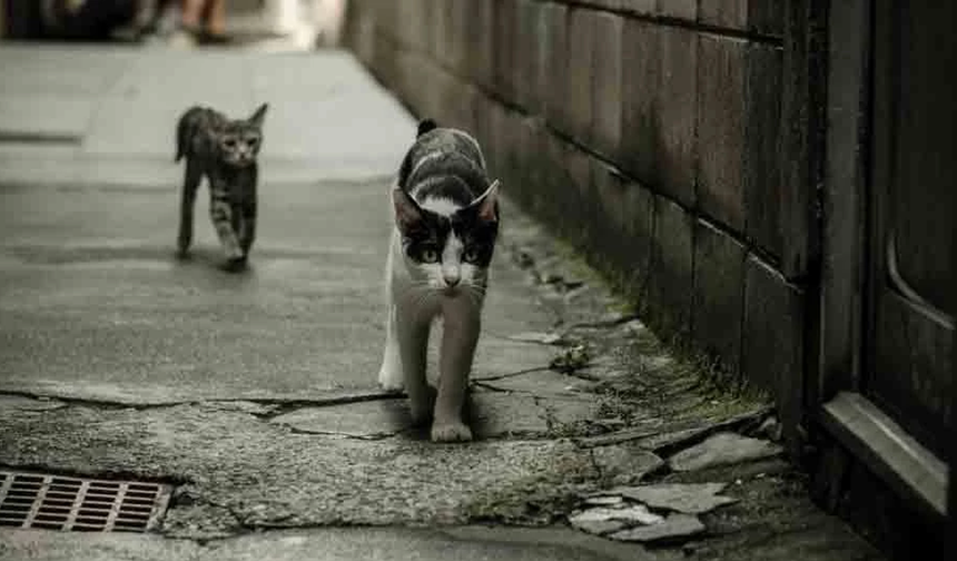 Altın Patiler Derneği: Karaoğlanoğlu’nda birçok kedi zehirlendi