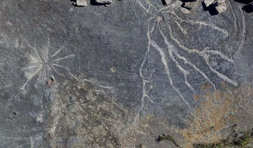 289 milyon yıllık fosil, nefes alma şeklimizin kökenlerine ışık tutuyor