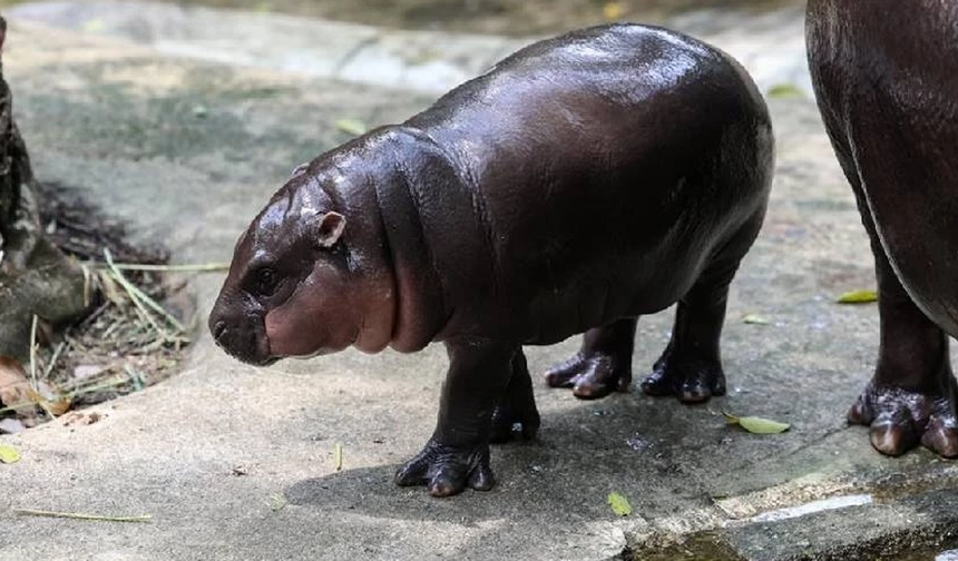 Pablo Escobar'ın su aygırları için öldürme kararı