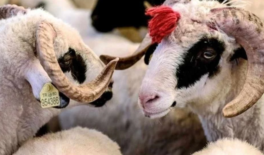 Din İşleri Başkanlığı vekâlet yoluyla kurban kesim bedellerini açıkladı