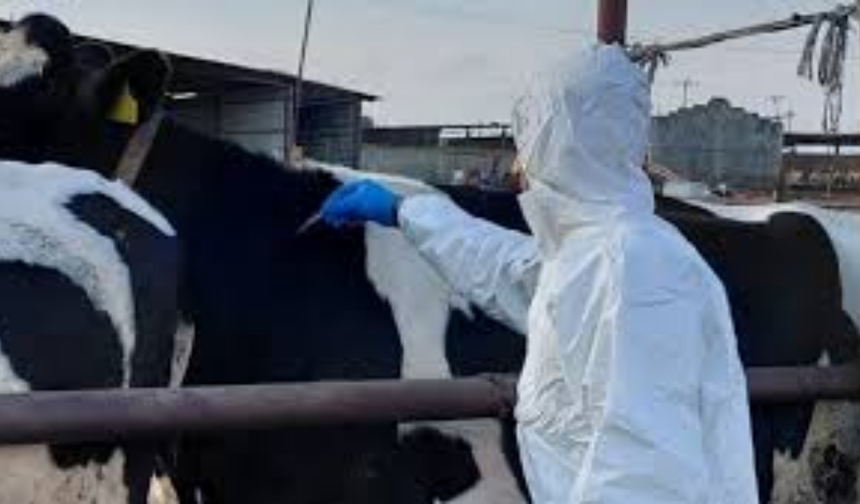 Rum üreticilerden sert çıkış: “İtlaflar dursun”