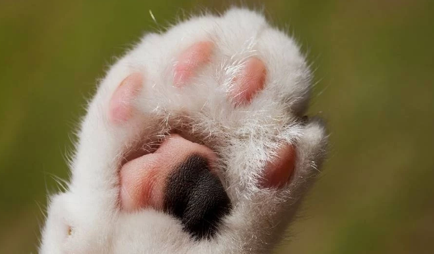 Altın Patiler Derneği'nden Alayköy'de zehir uyarısı: Kediler hedef alınıyor!